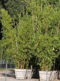 Image result for Bambusa