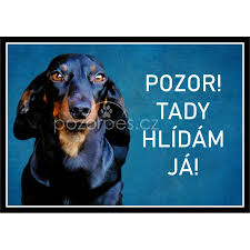 Image result for jezevčík hladkosrstý