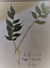 Image result for Dicranolepis