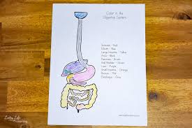 Select from 35919 printable crafts of cartoons, nature, animals, bible and many more. Digestive System Worksheets For Kids