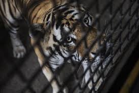 Why go to a dog breeder, cat breeder or pet store to buy a dog or buy a cat when you can adopt? In Sync Exotics Sanctuary Saves Tigers Big Cats Simplemost