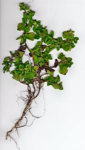 Image result for Acanthospermum australe