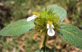 Image result for Leucas