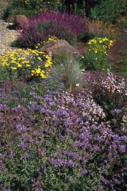 Image result for Dolichos linearifolius