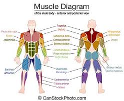 Related posts of muscles of the body diagram piriformis muscle anatomy ultrasound. Muscle Diagram German Text Male Body Muscle Chart German Labeling Most Important Muscles Of The Human Body Colored Canstock