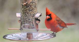 The 5 Best Bird Feeders For Cardinals That Work In 2021 In 2021 Best Bird Feeders Bird Feeders Bird