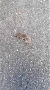Ist Das Ein Maulwurf Tiere Biologie Garten