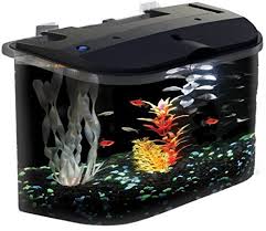 Best Diy African Dwarf Frog Tank Setup For 2020 Aquarium Fish Tank Aquarium Kit Pet Fish