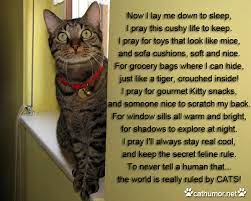 Lord, i ask that you strengthen every weakness, heal every sickness, and correct every malfunction. Cat Prayer Quotes Quotesgram