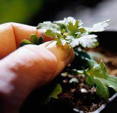 This means that you will divide a healthy plant every two. How To Grow Care For Fall Mums Better Homes Gardens