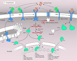 Bip is the number 1 choice of millions of users all over the world regardless of their operators. Overview Of The Unfolded Protein Response Bip Dissociates From Upr Download Scientific Diagram