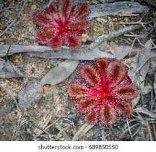 Image result for Droseraceae