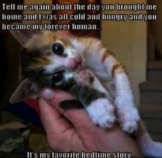 Consider A Shelter Cat Cat Memes Funny Cat Memes Cute Cats And Dogs