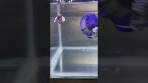 A prism is a solid object with: Purple Betta Fish Rare Bettas For Sale Coast Gem Usa