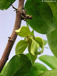 Image result for Artabotrys