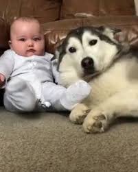 All will be ready by christmas time.pups have been hand held since birth… 730 Siberian Husky Puppies Ideas Siberian Husky Husky Puppy Puppies