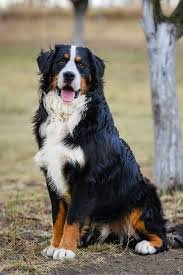 Love big dogs but can't take their shedding? 25 Best Large Dog Breeds Top Big Dogs For Your Family