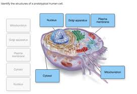 Into the animal cell biobeyond quizlet. Days 1 9 Reading Activity Quiz Flashcards Quizlet