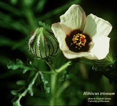 Image result for Hibiscus trionum