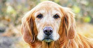 Primary liver cancer occurs more frequently in older dogs (10 years of age or older). The Warning Signs Liver Cancer In Dogs Care Com