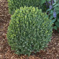 Attract pollinators, create privacy, and offer brilliant splashes of color. This Dwarf Boxwood Is A Low Maintenance Evergreen Shrub Horticulture