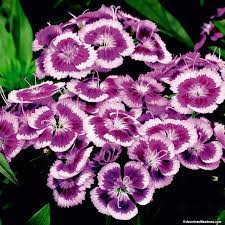 Barbarini Purple Picotee Dianthus Plants For Small Gardens Dianthus Barbatus Perfect Plants