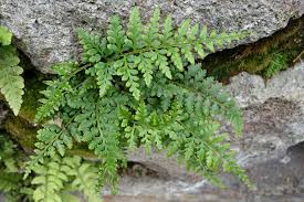 Image result for Pityrogramma