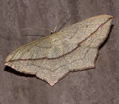 Image result for Timandra griseata