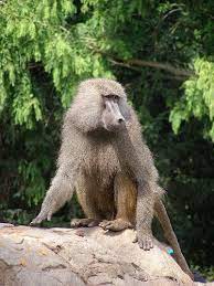 Pawian Masajski Baboon New World Monkey Primates