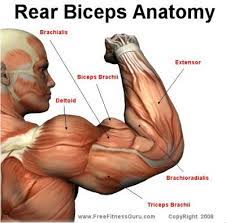 The ulna is the median bone in the forearm that runs parallel to the radius. Anatoref Muscle Anatomy Anatomy Human Muscle Anatomy
