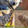Your timber wolf howling stock images are ready. 1