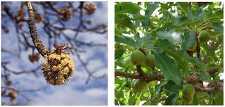 Image result for Agelanthus krausei