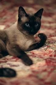 Chocolate Cat Furry Pretty Cats Beautiful Cats