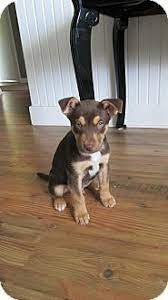 Newaygo Mi Doberman Pinscher Husky Mix Meet David A Puppy For Adoption Doberman Pinscher Doberman Pinscher