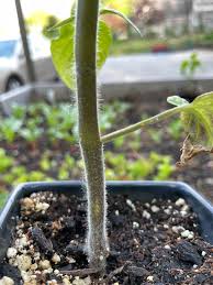 Image result for tomato seedling early blight