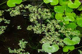 Image result for Azolla