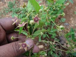Image result for Tephrosia tanganicensis
