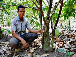Perbedaan tumbuhan dikotil dan monokotil tumbuhan dikotil dan tumbuhan monokotil mempunyai perbedaan yang sangat mencolok mulai dari batang akar biji daun dan bunga. Rorak Selamatkan Tanaman Kakao Saat Kemarau Berkepanjangan Seperti Apa Mongabay Co Id Mongabay Co Id