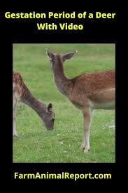 Pin On Animals Beautiful Videos