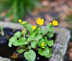 驢蹄草 學名 trollius paluster 又名驢蹄菜 沼澤金盞花 marsh marigold 立金花 原產於北半球的溫帶地區 包括歐洲的冰島與俄羅斯北極地區 亞洲溫帶與北極地區及北美洲 小名palustris 名稱來自拉丁文palus