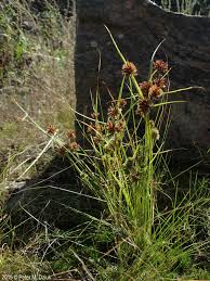 Image result for Cyperus squarrosus
