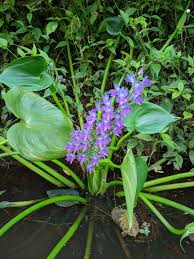 Image result for Pontederiaceae
