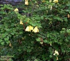 Image result for Barleria rotundifolia