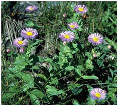 Image result for Eriocephalus ambiguus