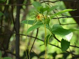 Image result for Strophanthus kombe