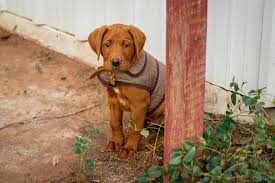 Puppies for sale in ireland. Labrador Retriever Puppies Red Raider Labrador Retrievers