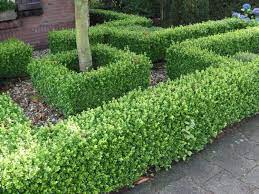 Buy Buxus Microphylla Faulkner Hedges Box Faulkner Hedging Plants Hedging Plants Garden Hedges Plants