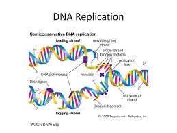 Cepa, san salvador, el salvador. Dna Genes And Genomics Ppt Download