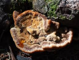 Image result for Ischnoderma resinosum