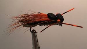 What is an attractor fly? Beginner S Fly Tying Cicada Magicicada Cassini Potomac Valley Fly Fishers